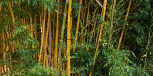 The Ultimate Guide to Bamboo Grass: Everything You Need to Know for a Lush and Vibrant 2024