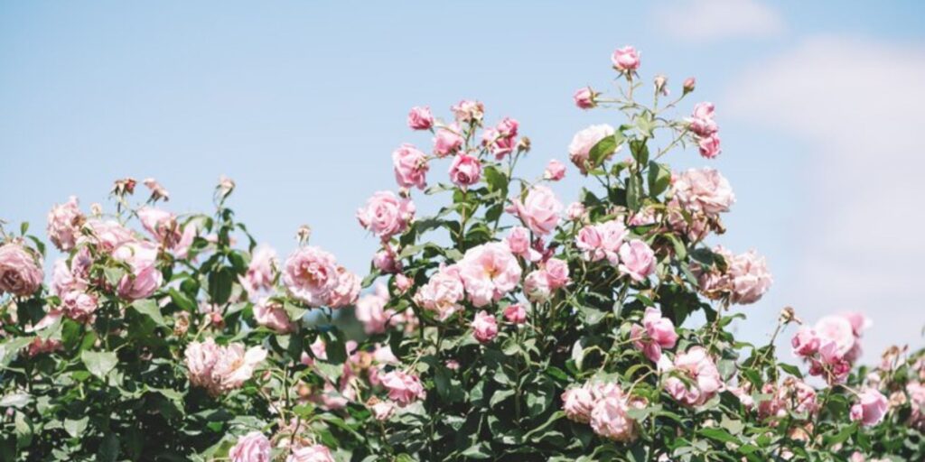 Climbing Rose Care Tips