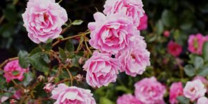 Climbing Rose Care Tips